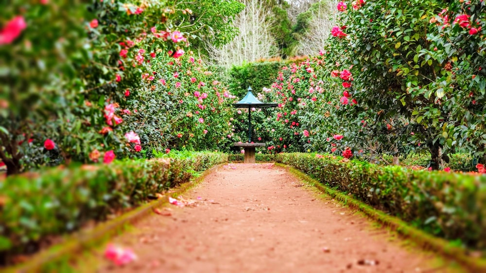 Allée de jardin bordée de haies basses et de rosiers