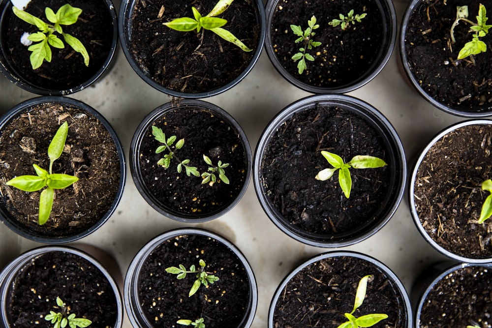 Jeunes plants en pots avant plantation